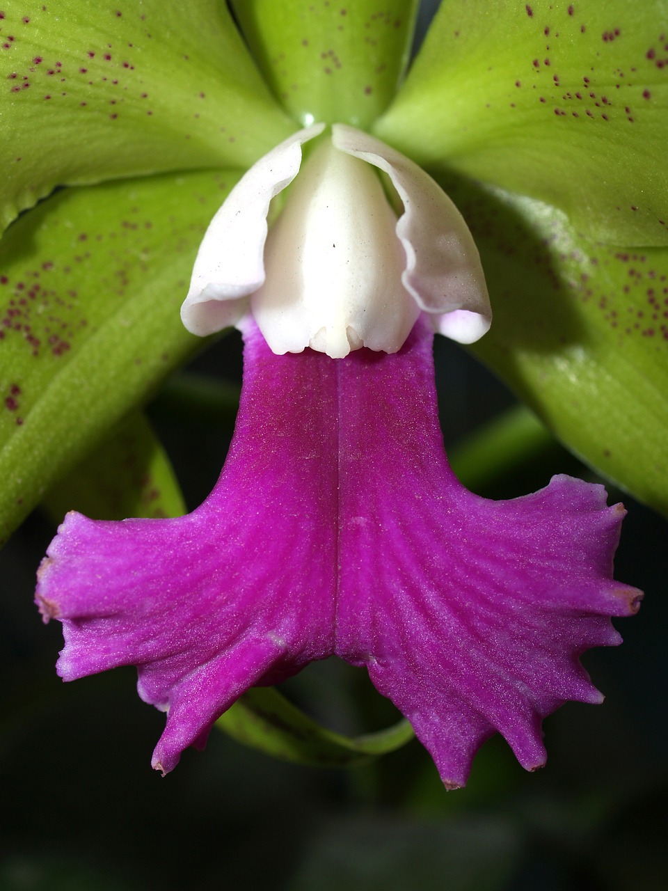 Image - orchid flower bright violet flora