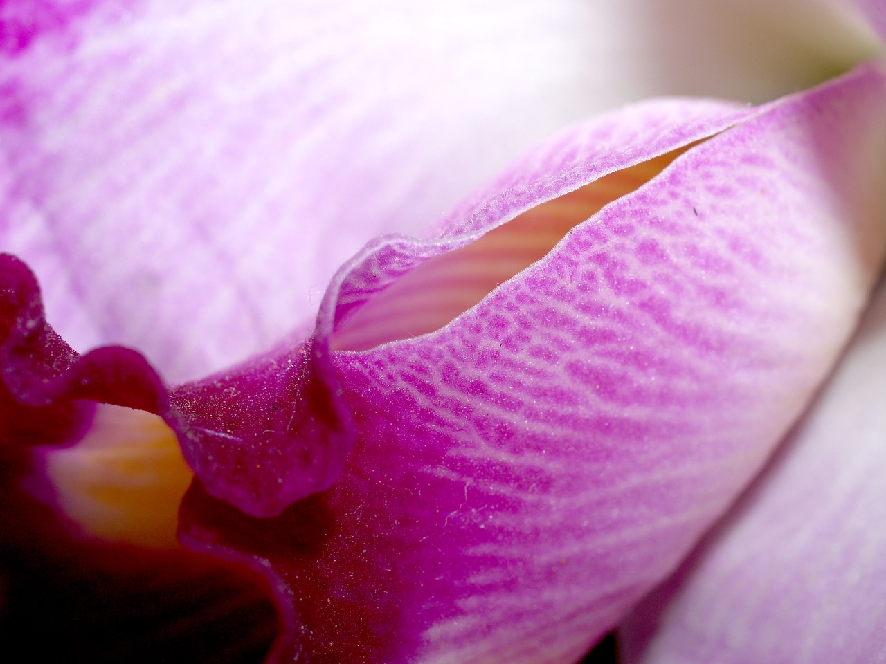 Image - orchid flower bright violet flora