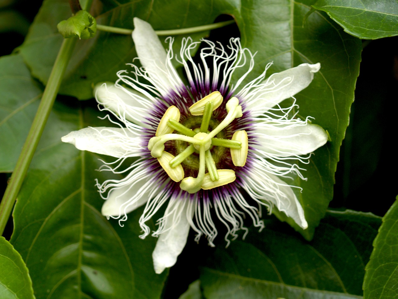 Image - passion flower fruit tropical