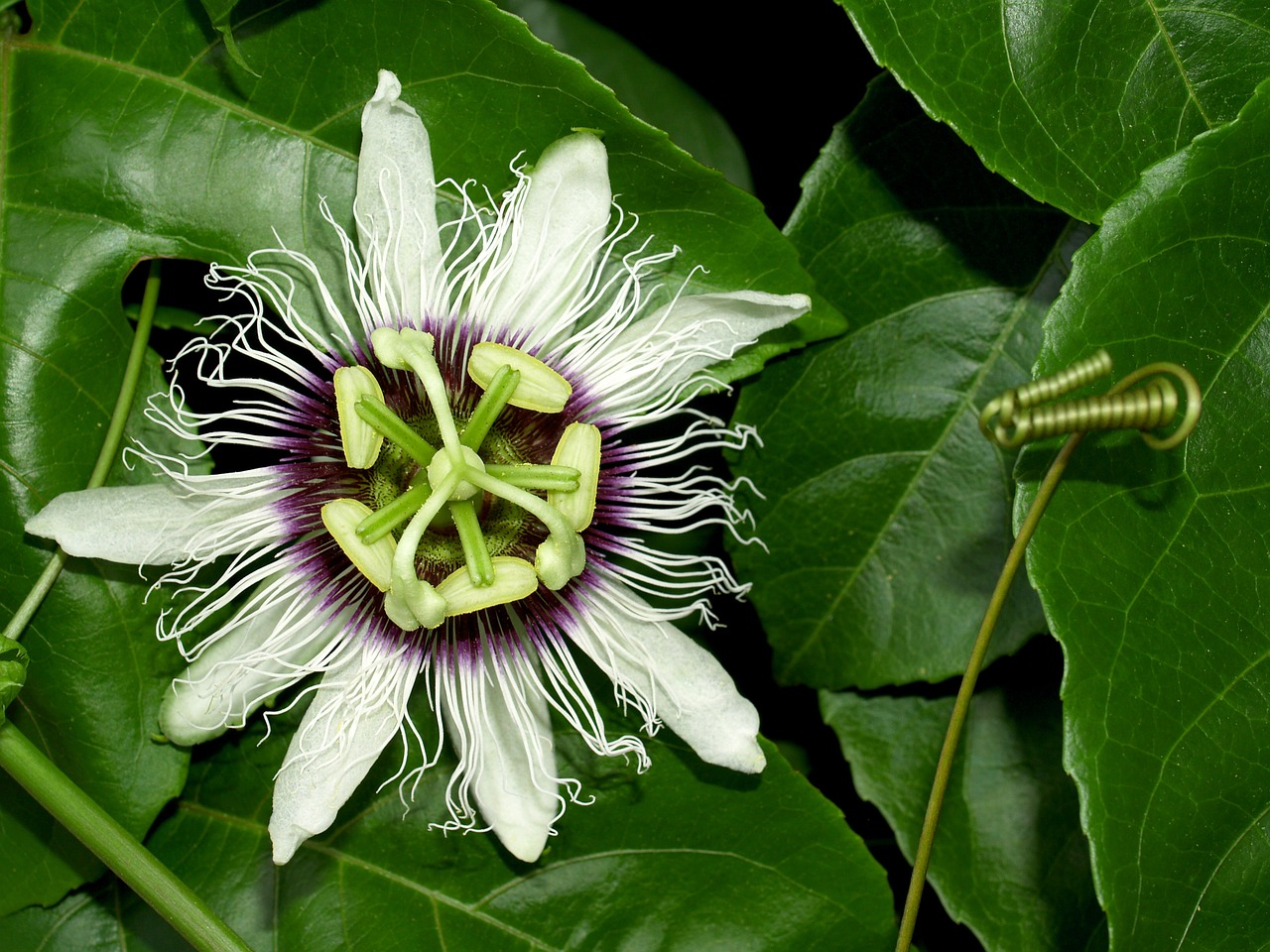 Image - passion flower fruit tropical