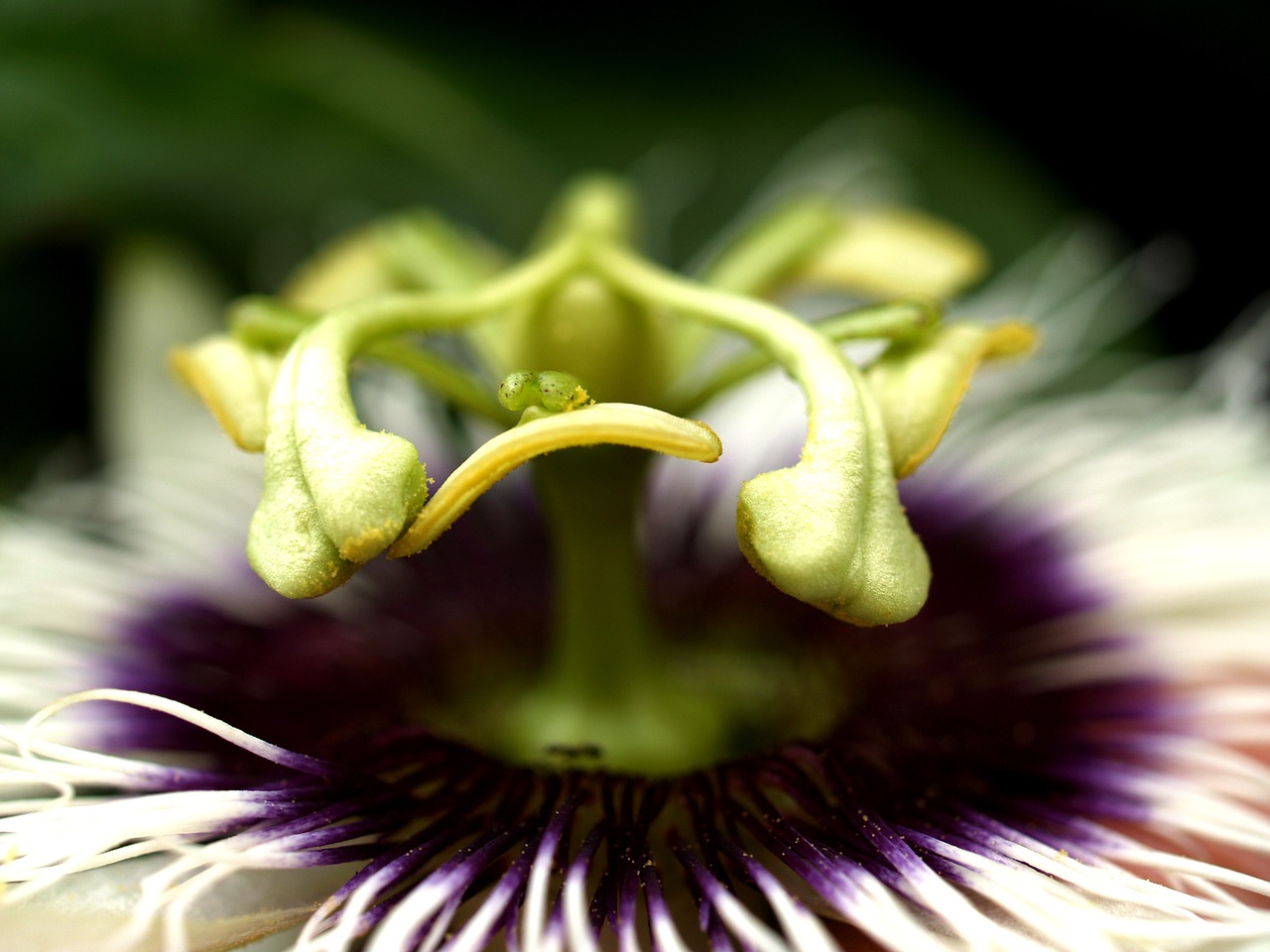 Image - passion flower fruit tropical