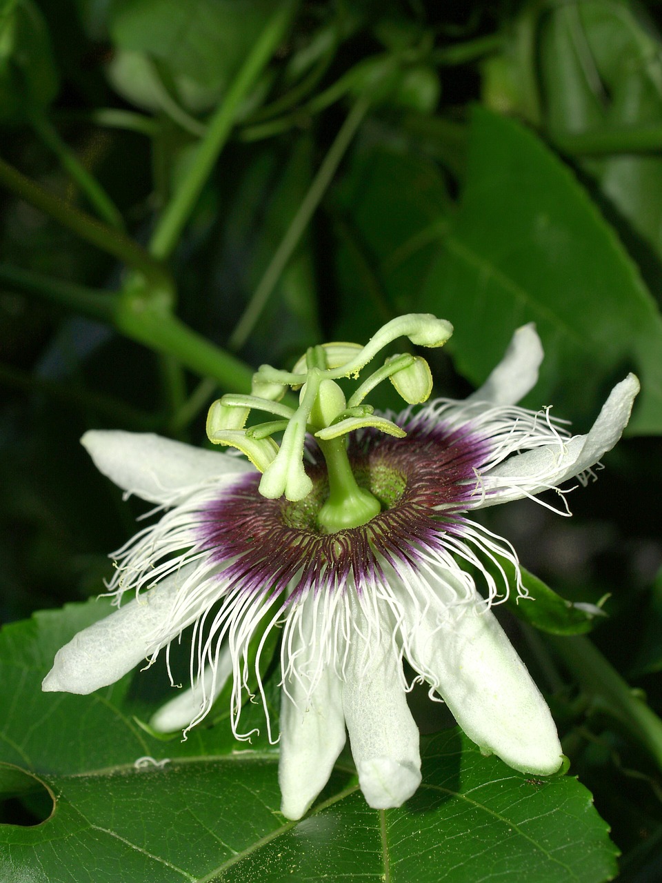 Image - passion flower fruit tropical