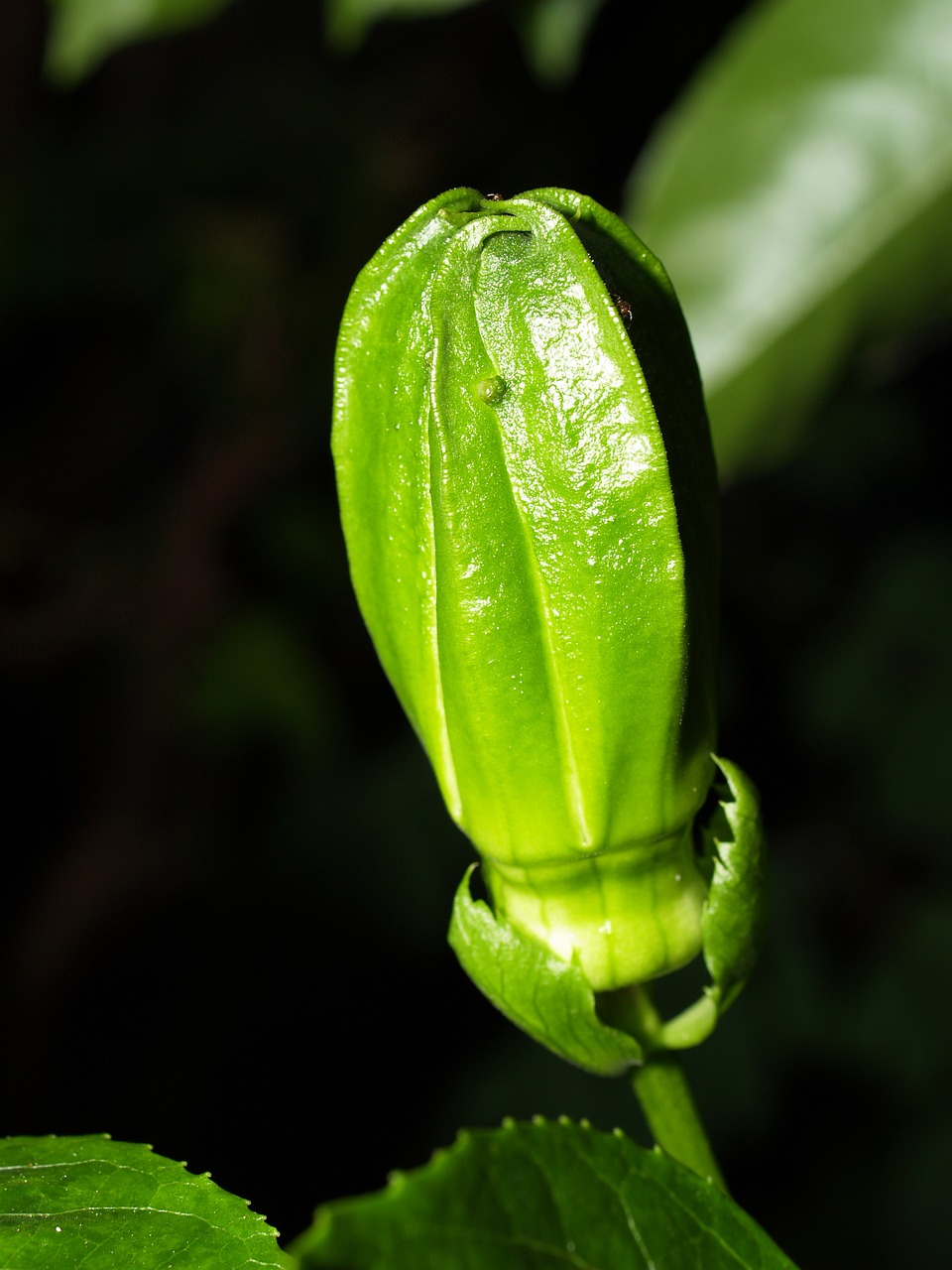 Image - passion flower fruit tropical