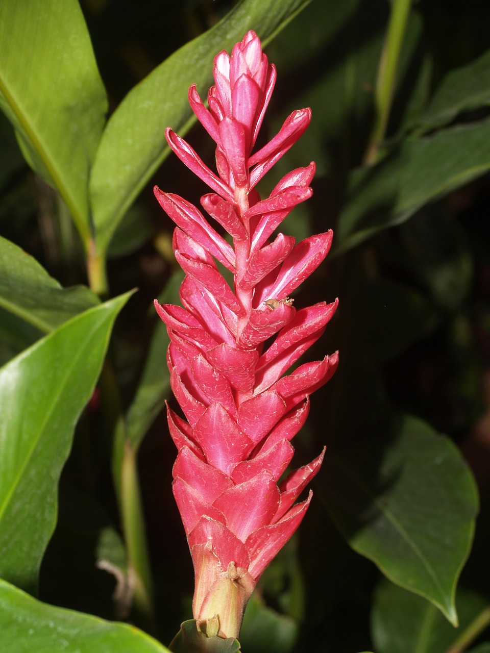 Image - ginger blossom flower bright flora