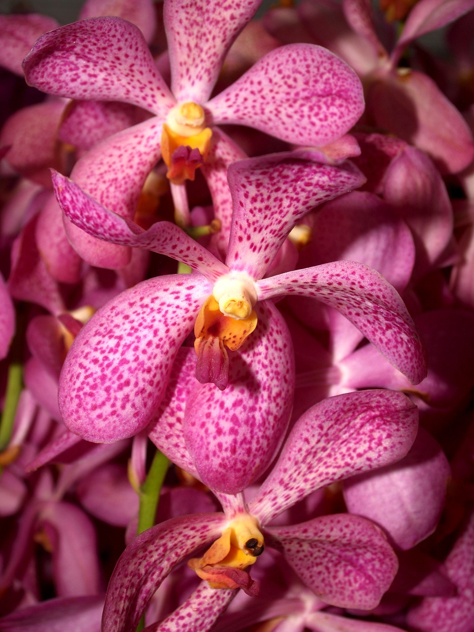 Image - orchid flower bright violet flora