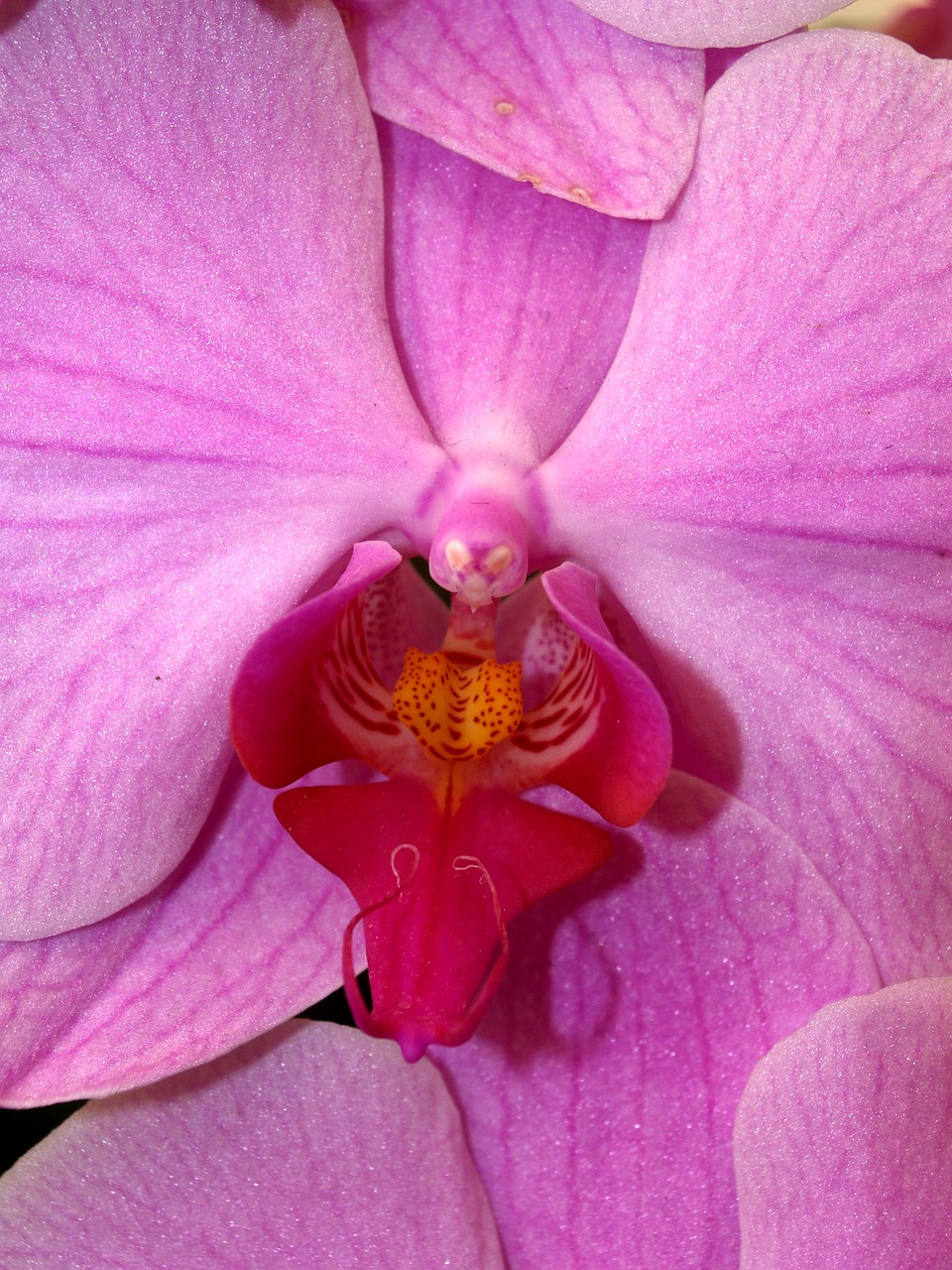 Image - orchid flower bright violet flora