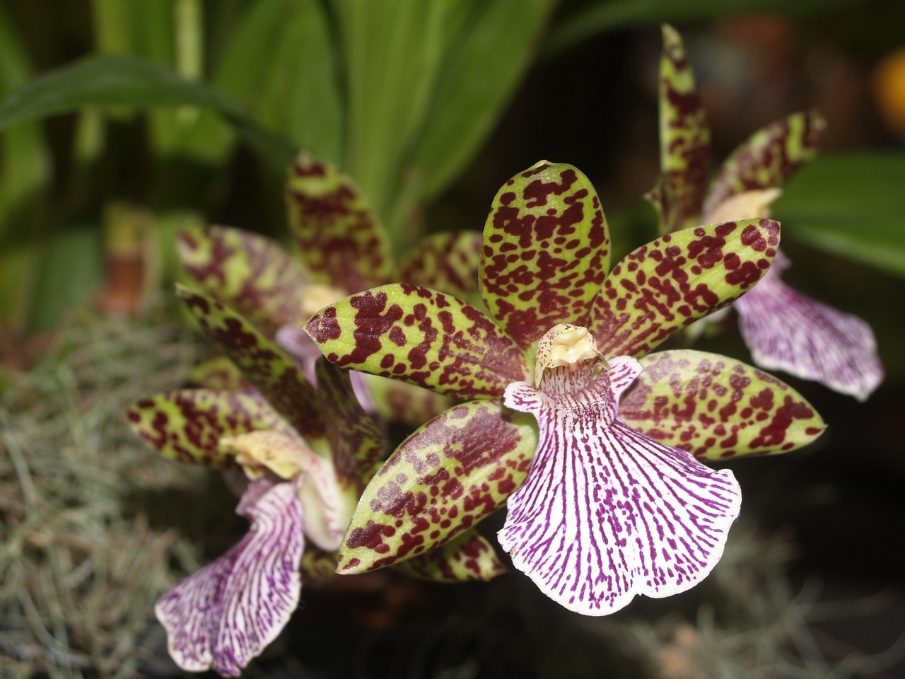 Image - orchid flower bright violet flora