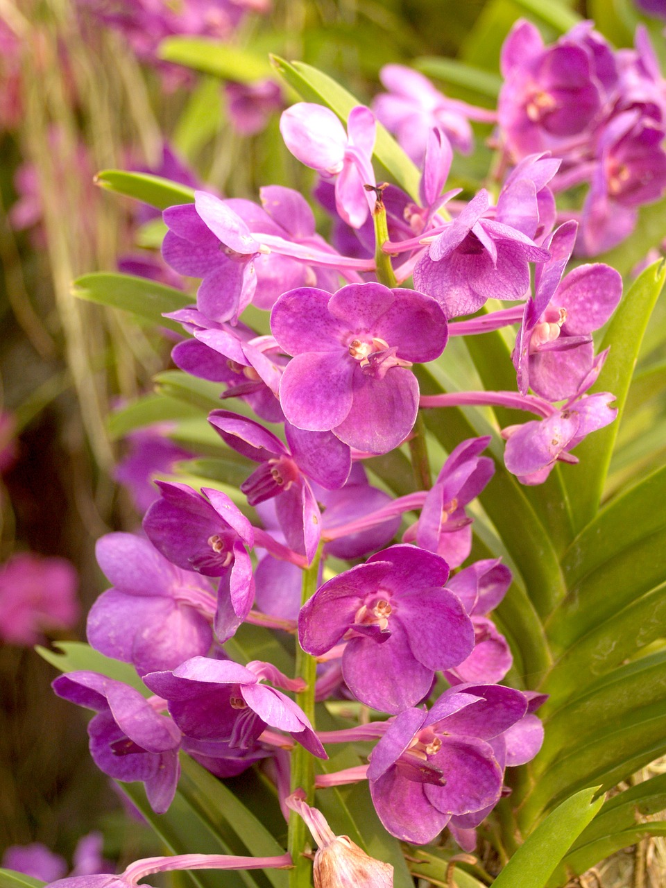 Image - orchid flower bright violet flora