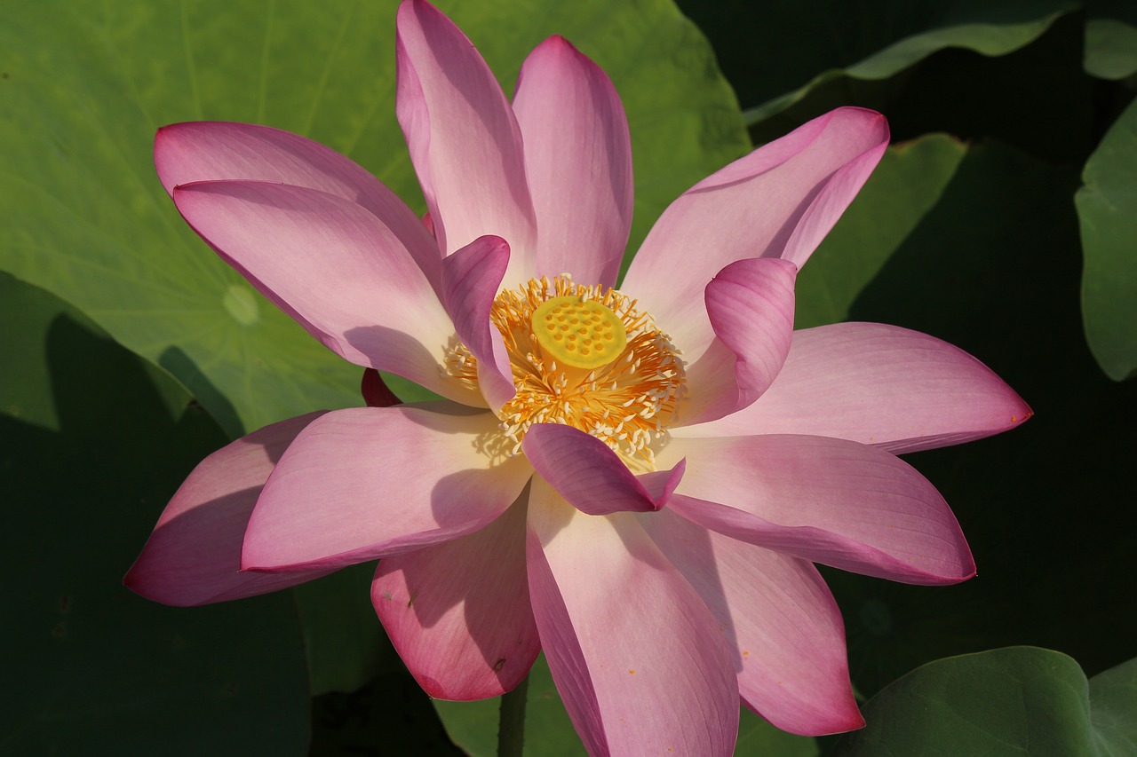 Image - lotus close up pink pond flower