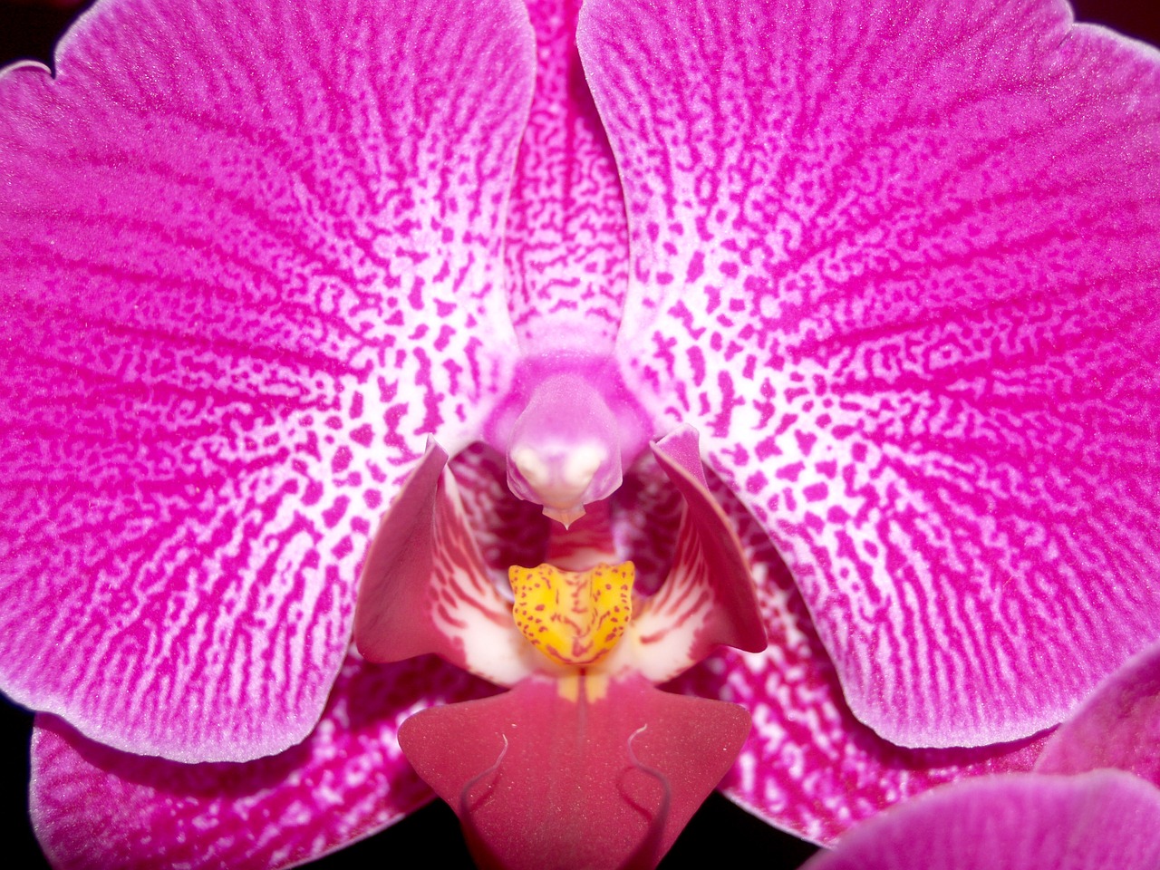 Image - orchid flower bright violet flora
