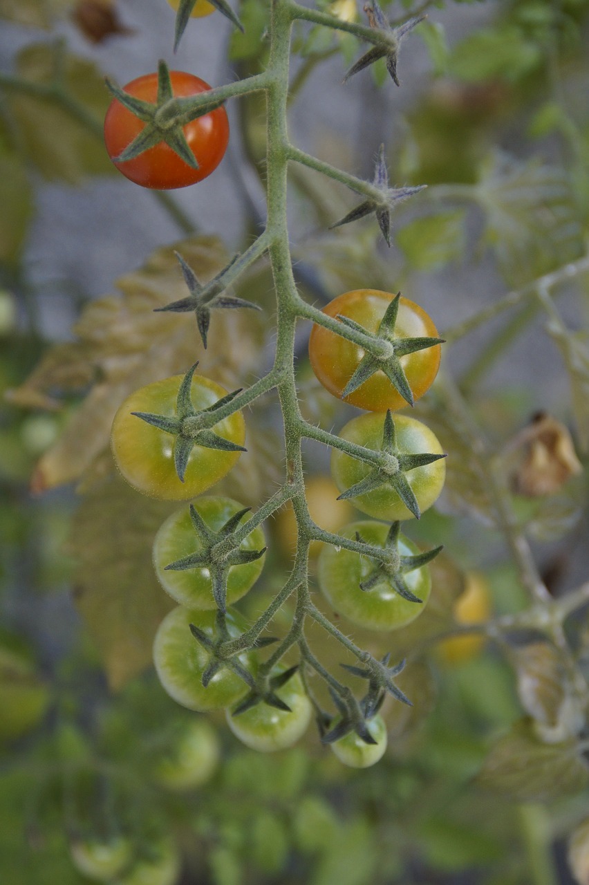 Image - tomatoes tomato plant maturity level