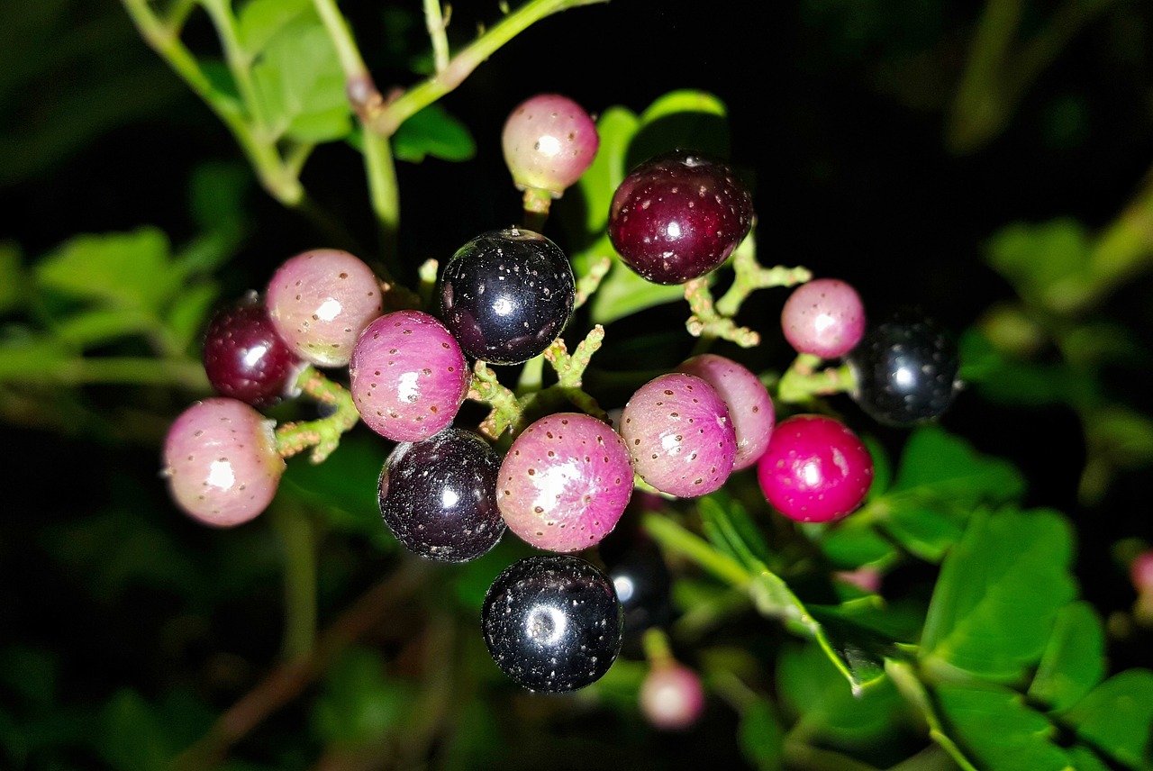 Image - peppervine plants weeds berries