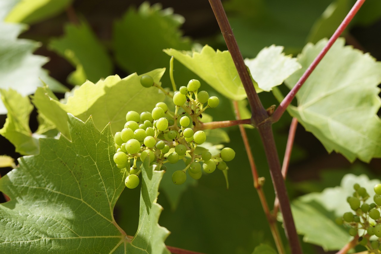 Image - wine vines grow grapes summer