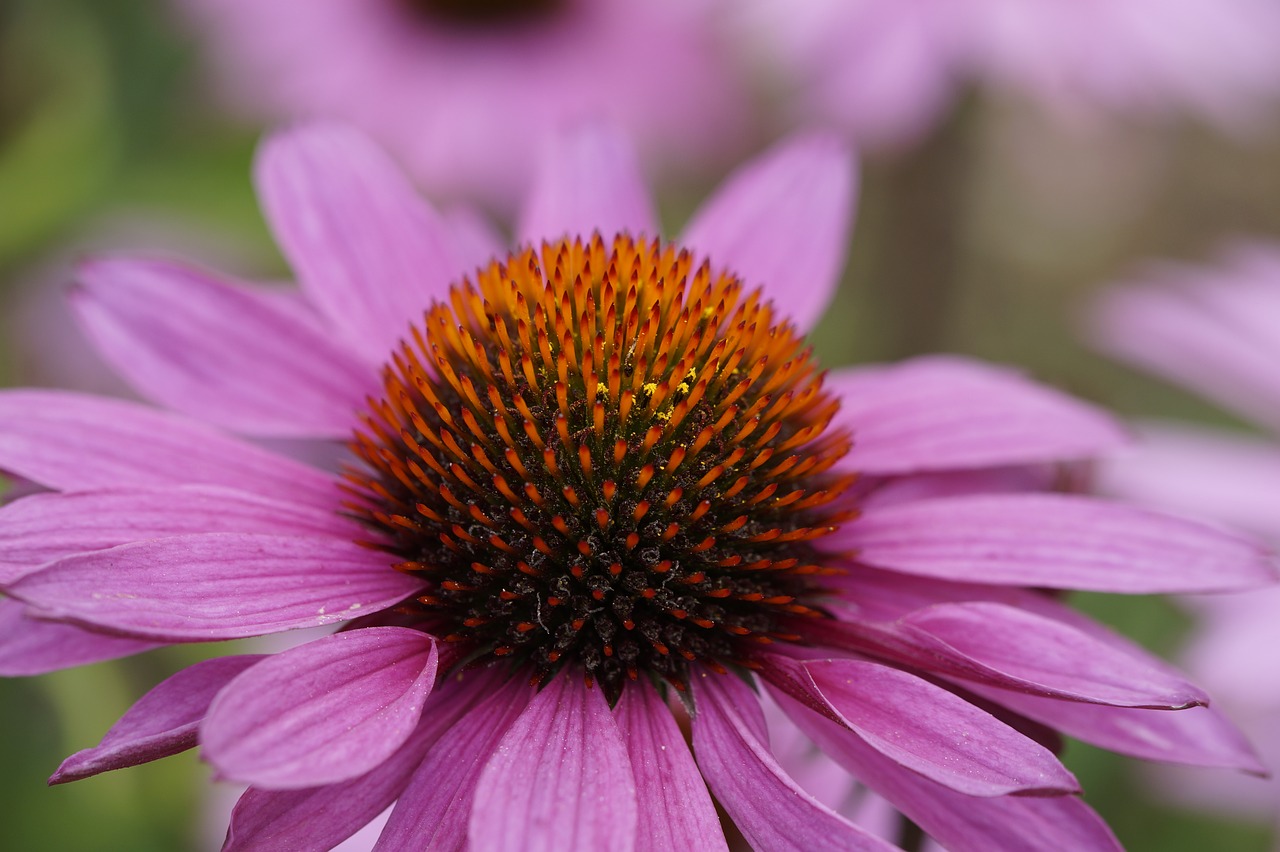 Image - purple coneflower flower blossom