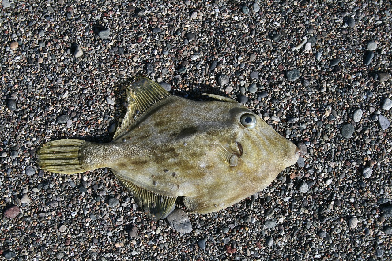 Image - fish beach sea holiday sand