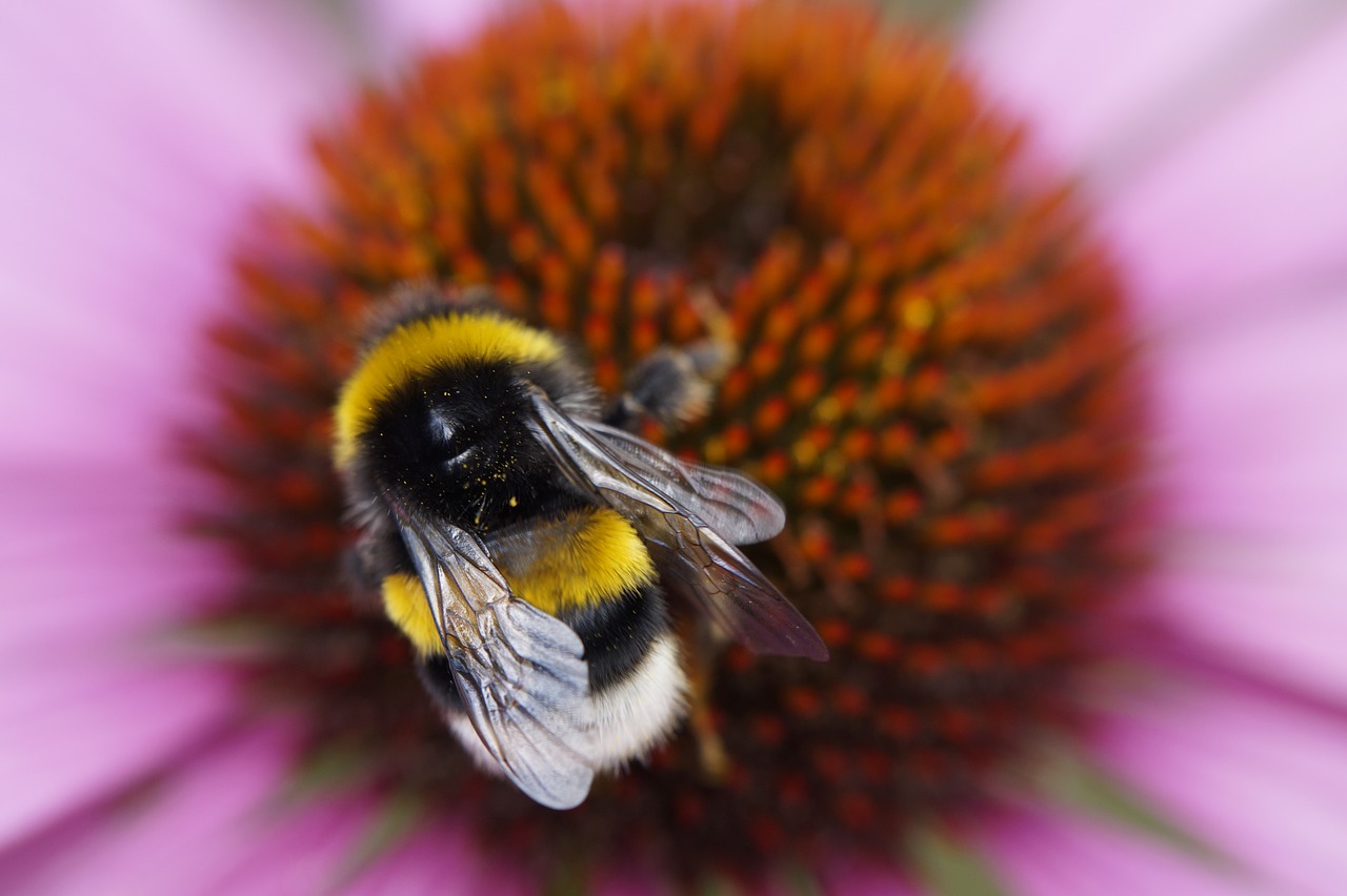 Image - hummel plant nectar collect pollen