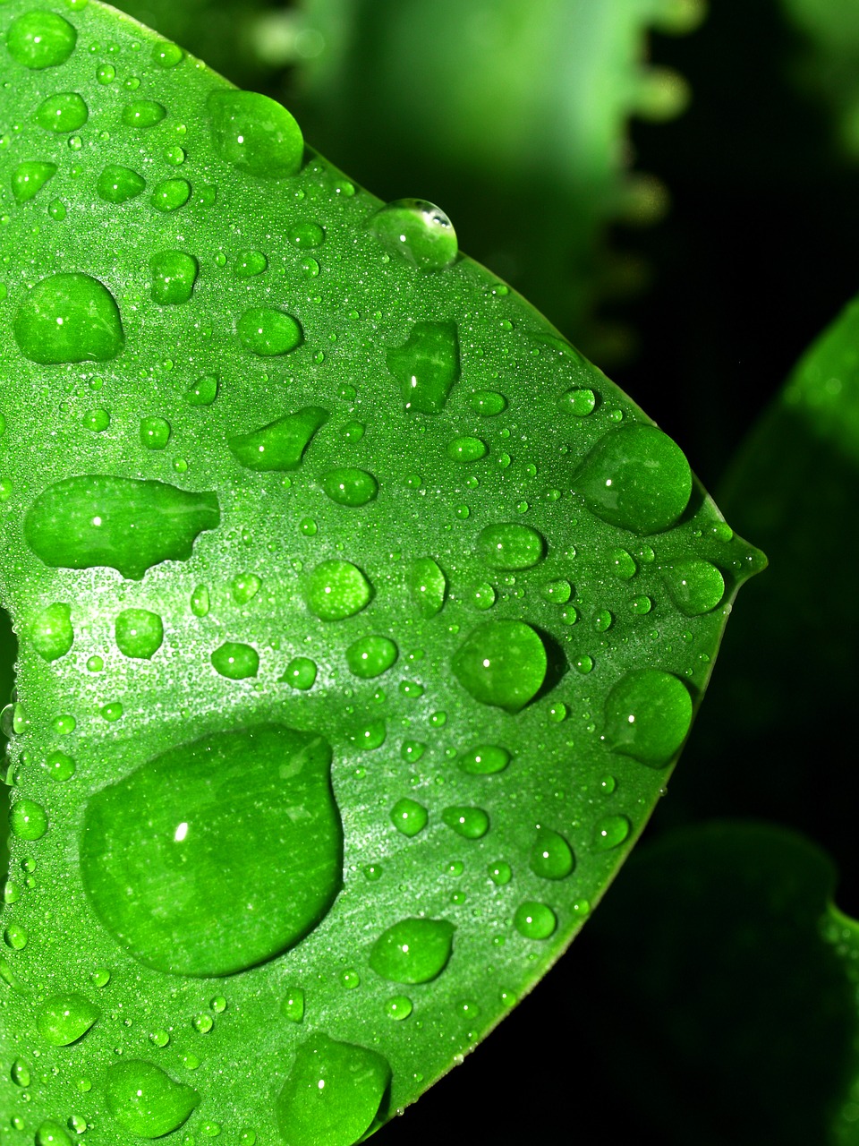 Image - water drops leaf grass green dew