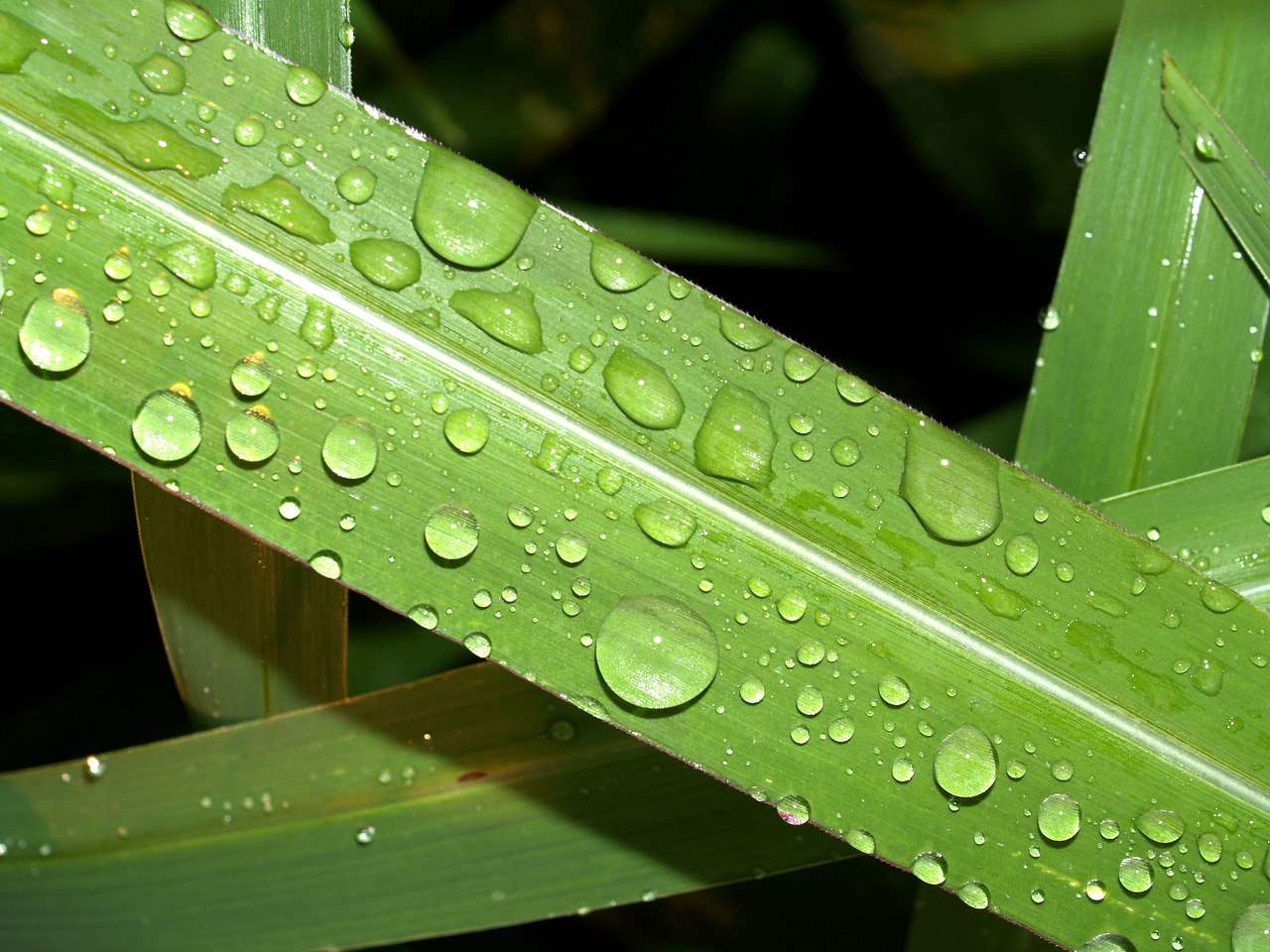 Image - water drops leaf grass green dew
