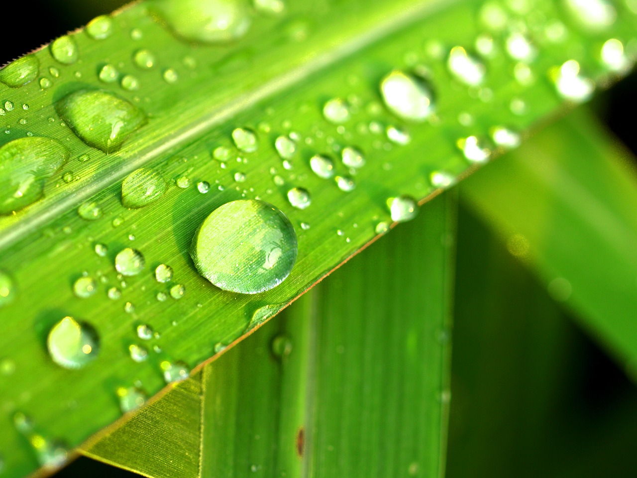 Image - water drops leaf grass green dew