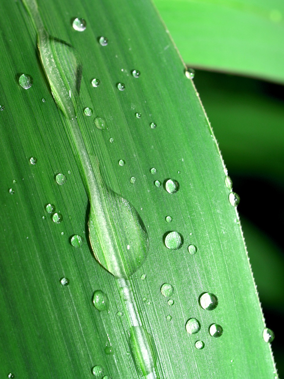 Image - water drops leaf grass green dew