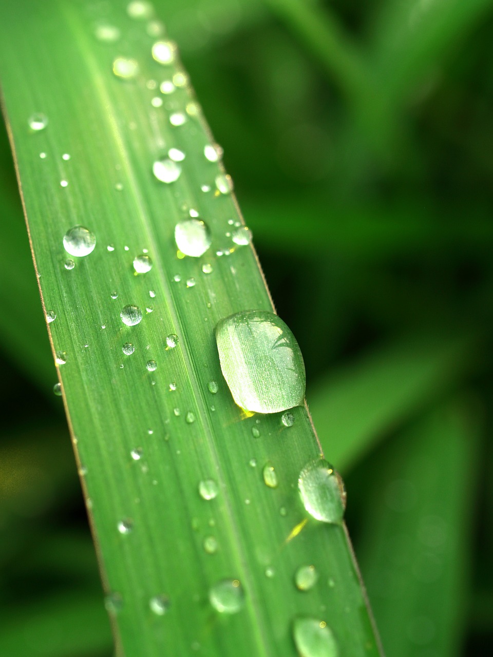 Image - water drops leaf grass green dew