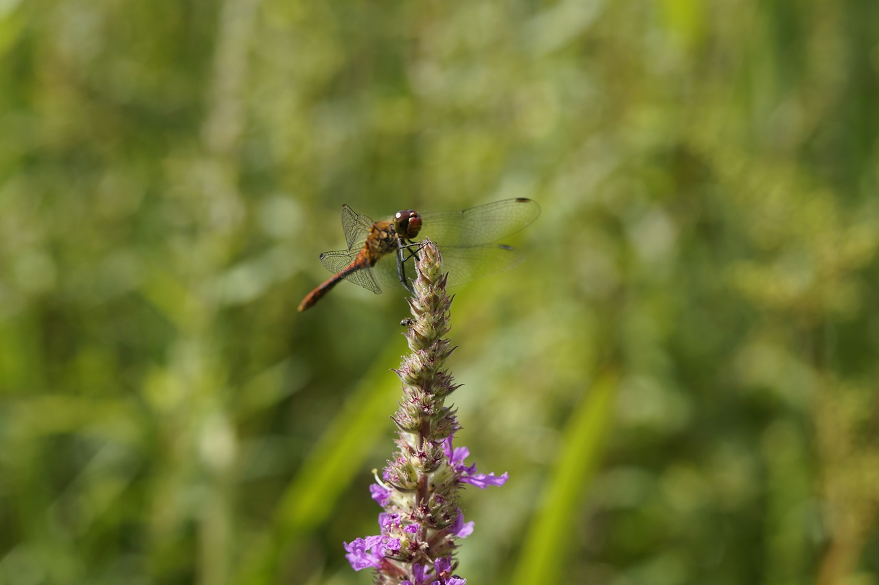 Image - red dragonfly dragonfly red