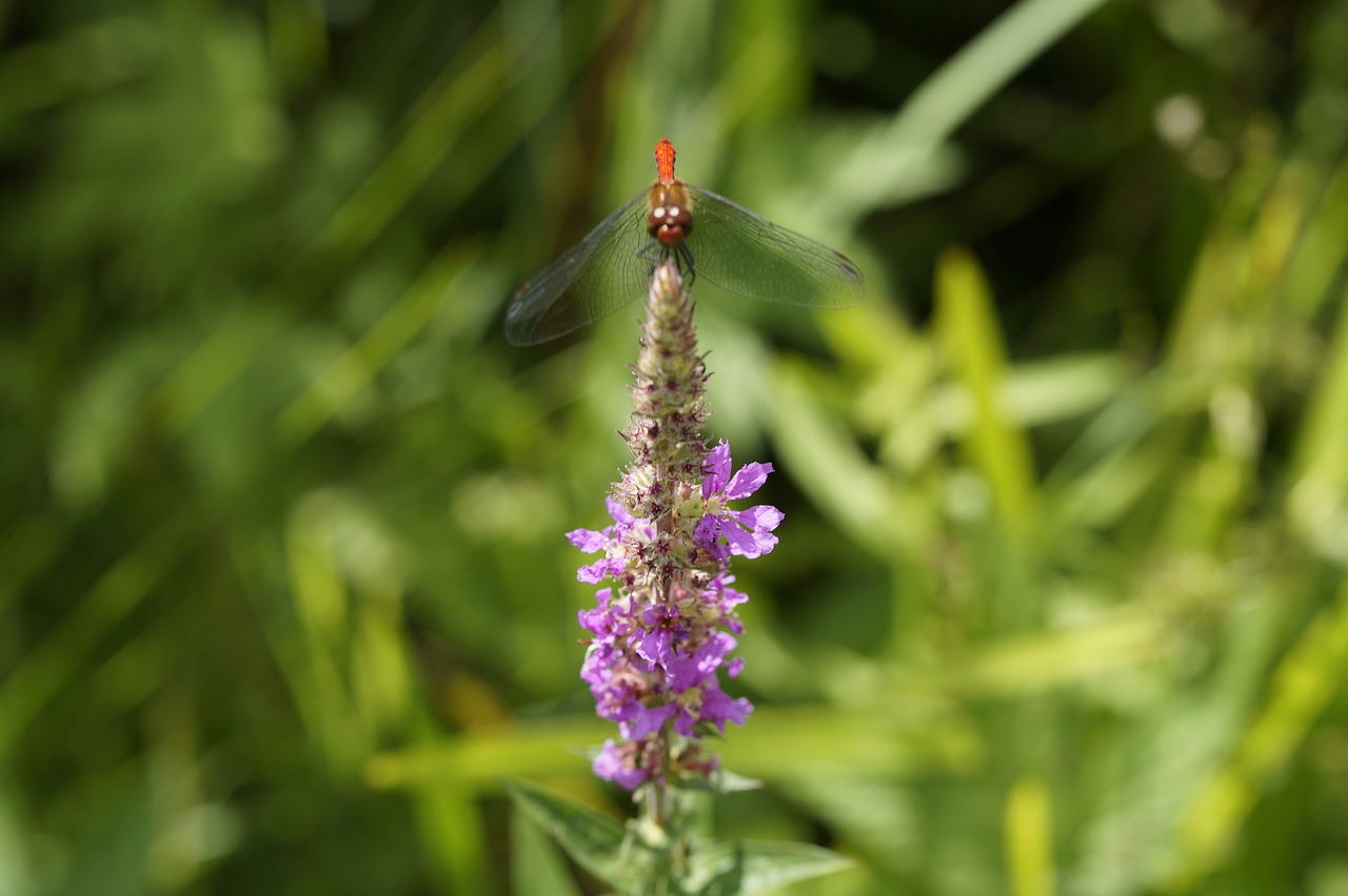 Image - red dragonfly dragonfly red