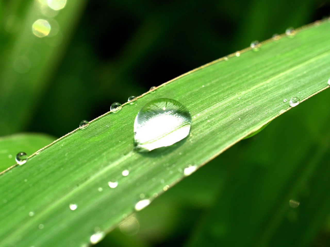 Image - water drops leaf grass green dew