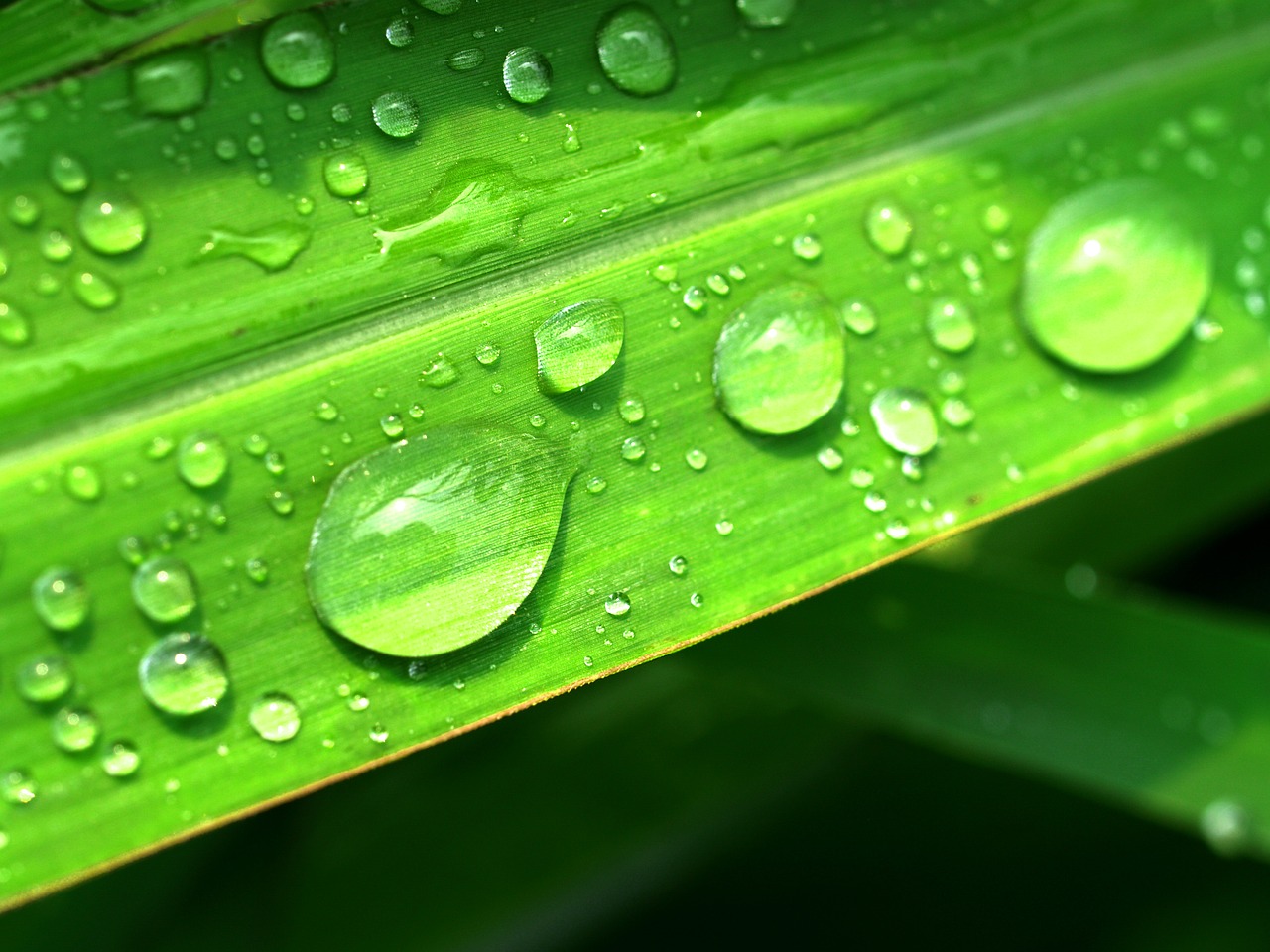 Image - water drops leaf grass green dew