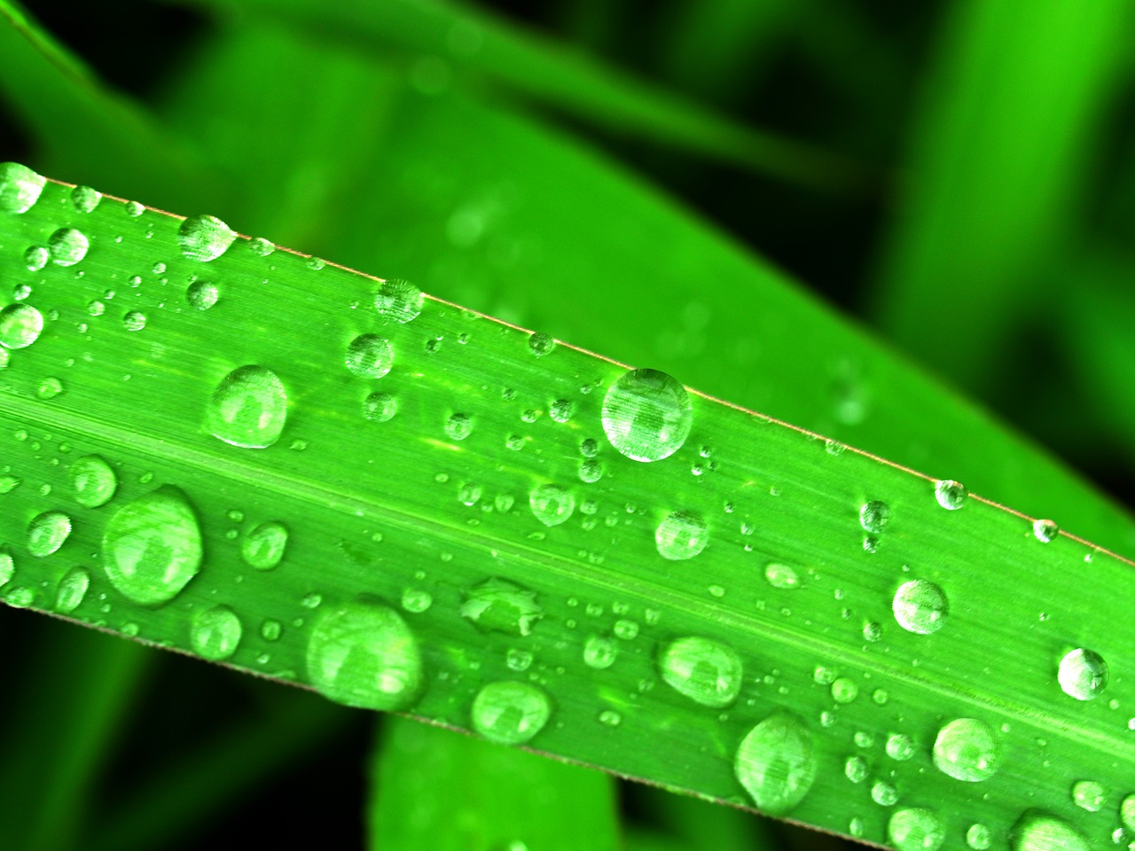 Image - water drops leaf grass green dew