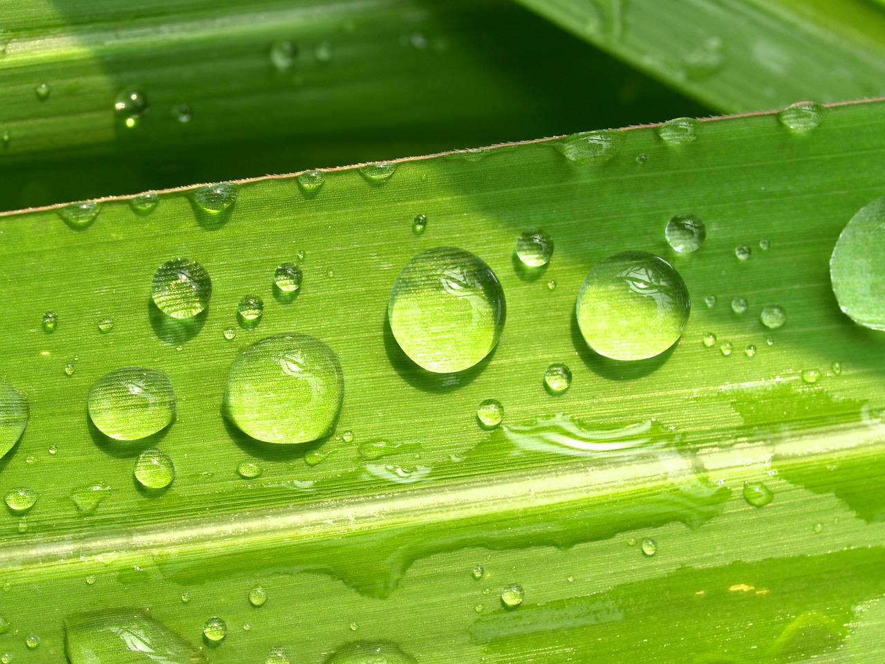 Image - water drops leaf grass green dew