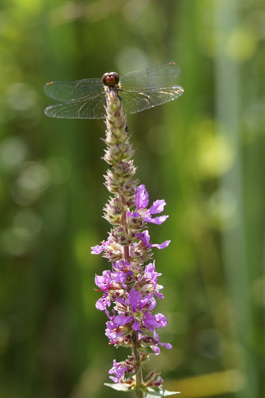 Image - red dragonfly dragonfly red