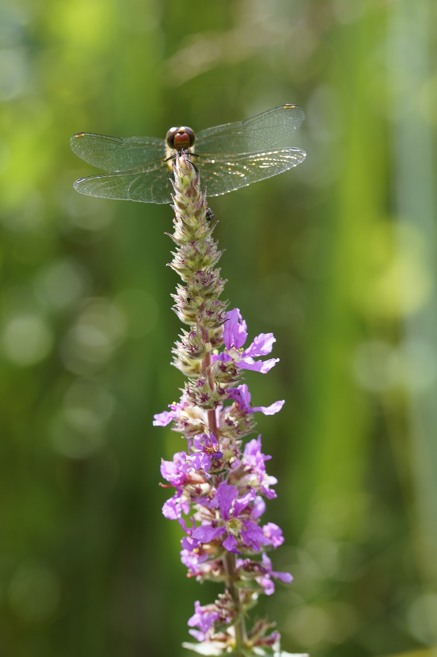 Image - red dragonfly dragonfly red