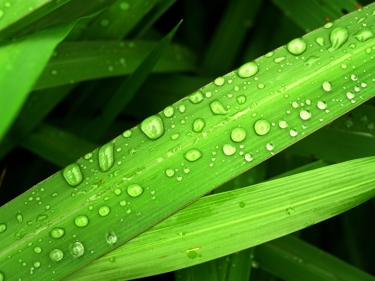 Image - water drops leaf grass green dew