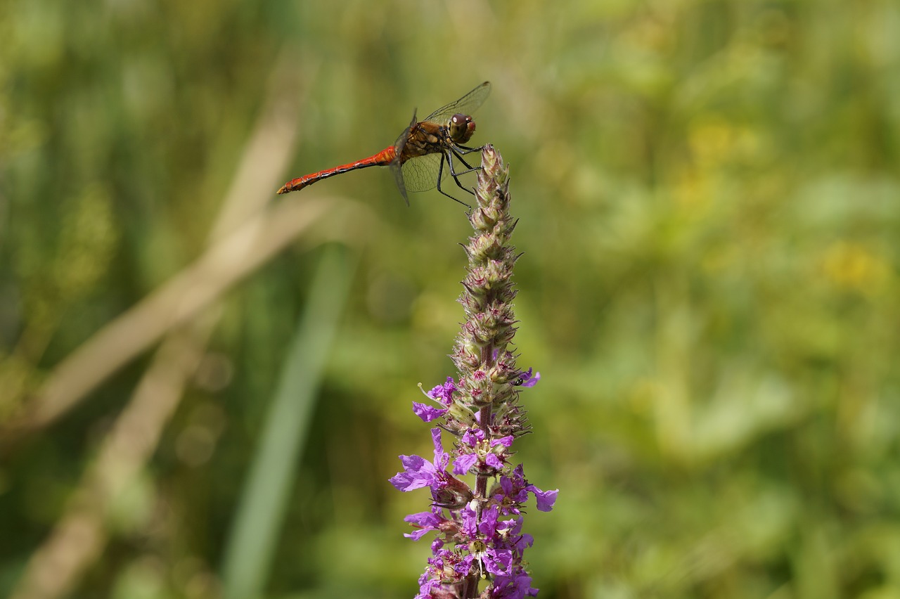 Image - red dragonfly dragonfly red