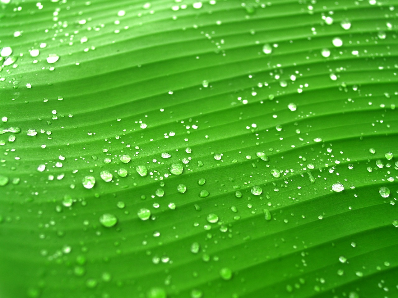 Image - water drops leaf grass green dew