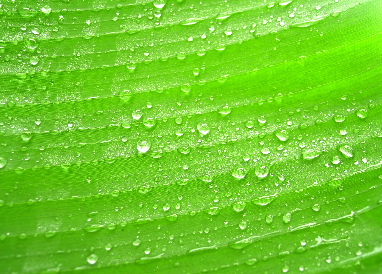 Image - water drops leaf grass green dew