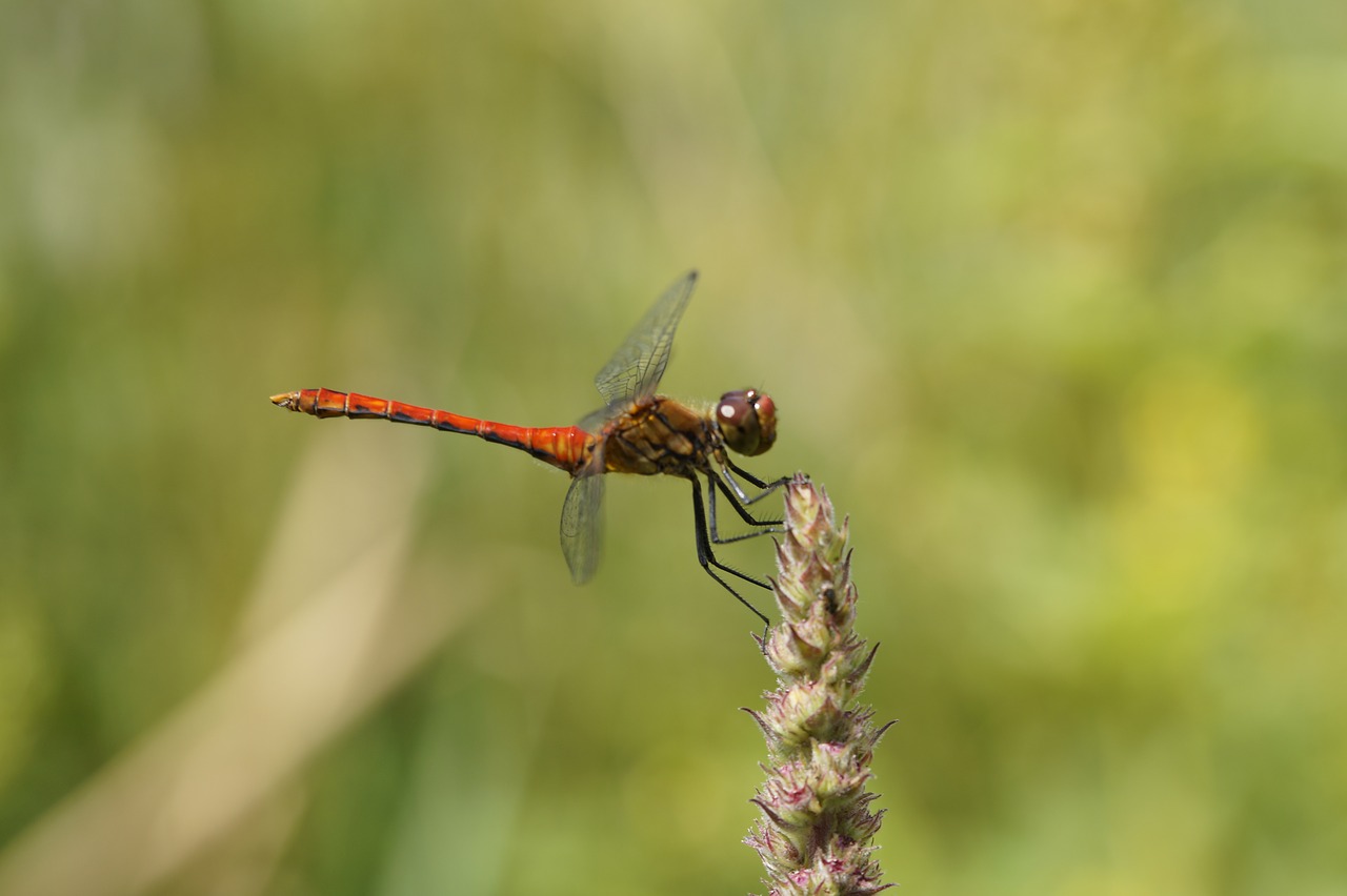 Image - dragonfly red red dragonfly close