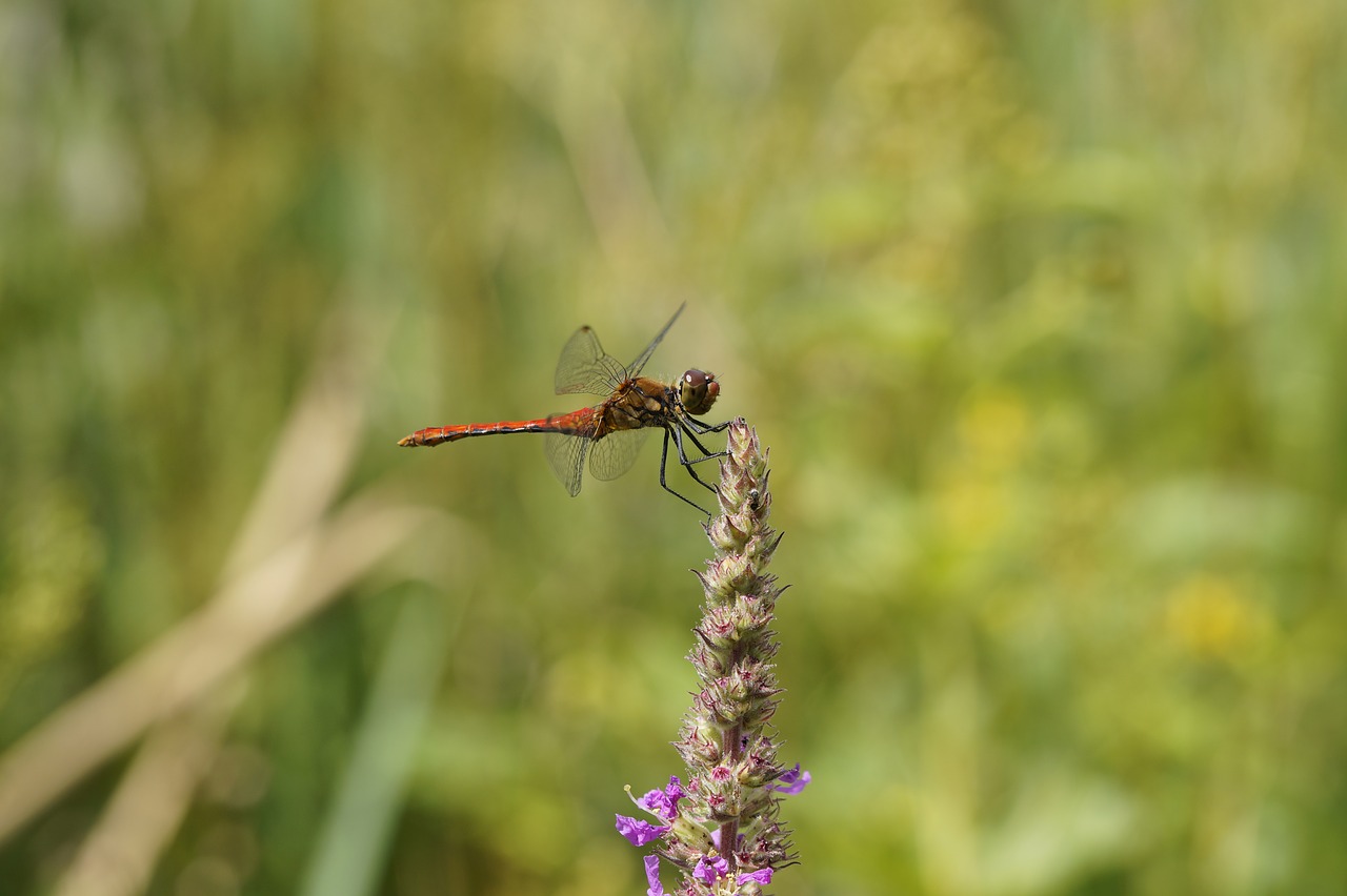 Image - dragonfly red red dragonfly close