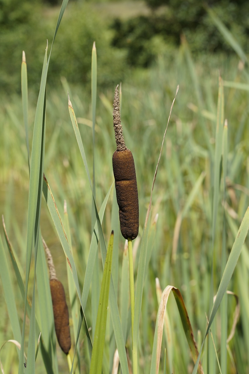 Image - cattail fouling bank shore plants