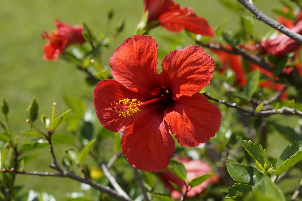 Image - hibiscus red blossom bloom flower