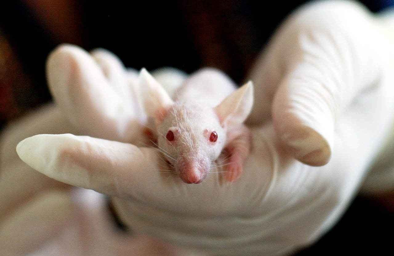 Image - animal mouse experiment laboratory