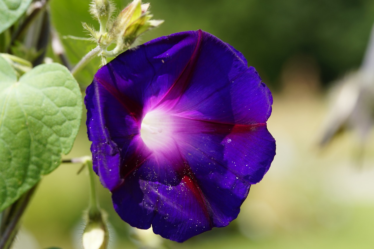 Image - superb thread violet summer flower