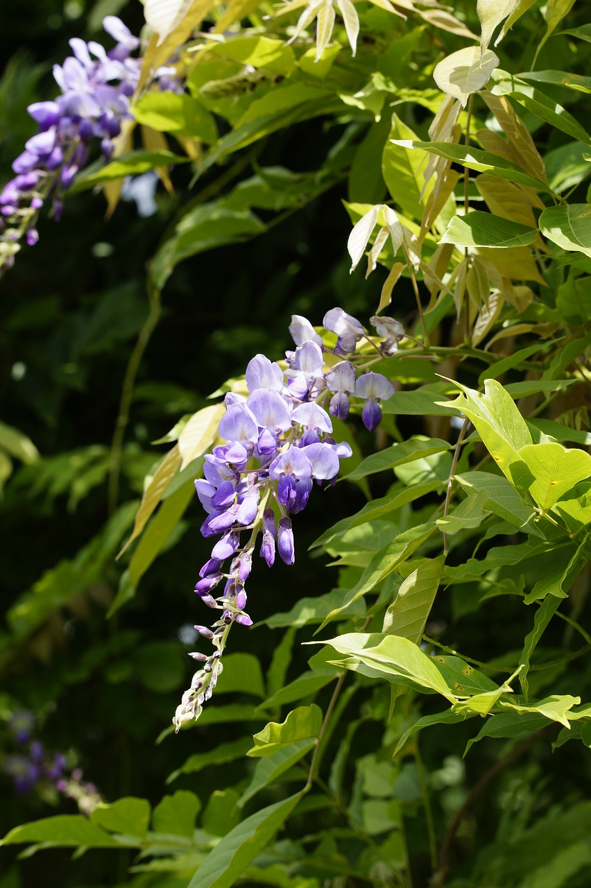 Image - wisteria blossom bloom bloom