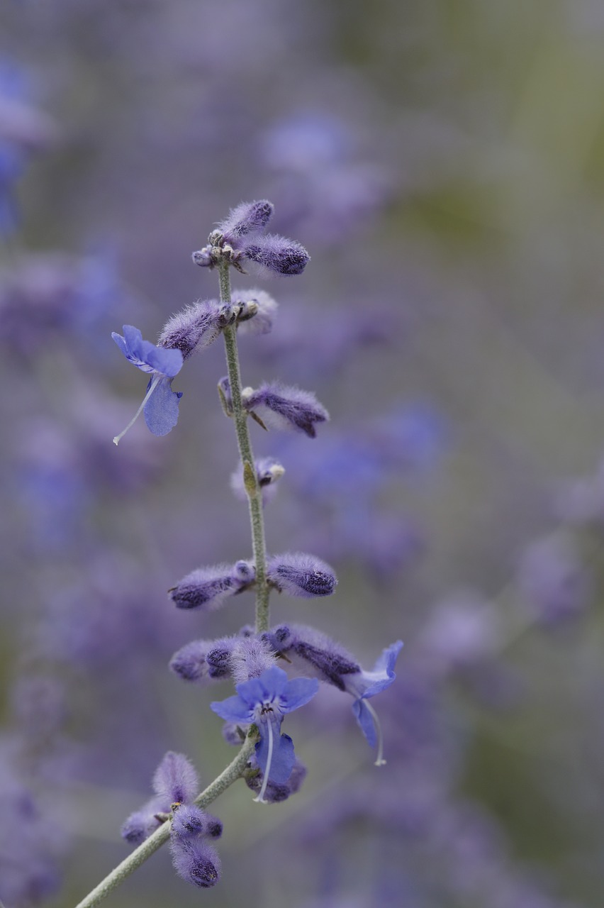 Image - lavender close stengel garden