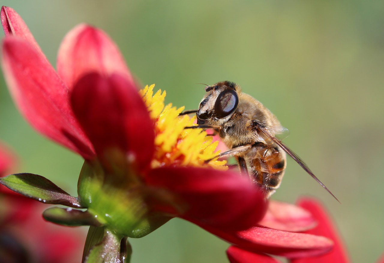 Image - hoverfly dung fly insect