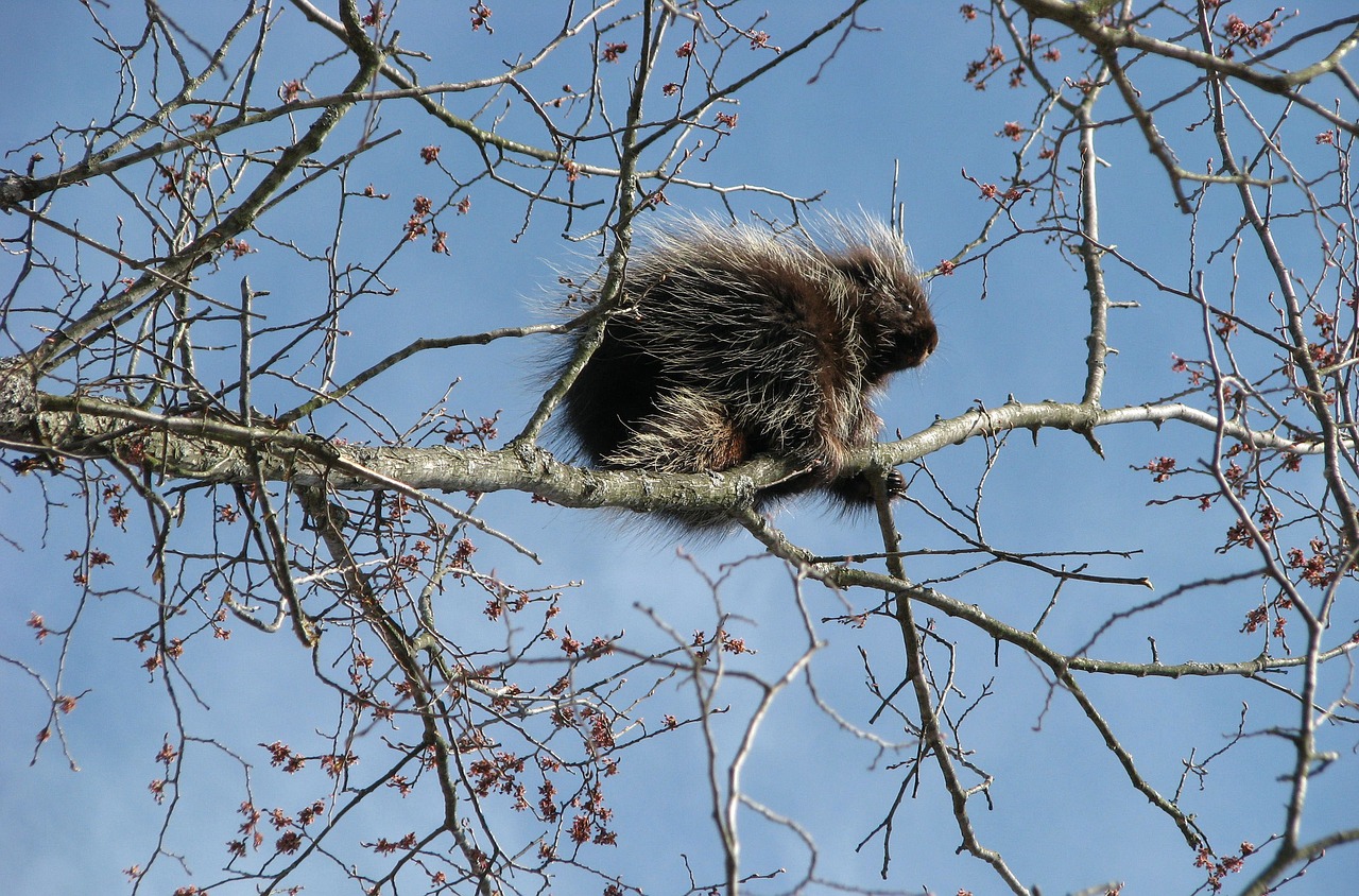 Image - canada porcupine