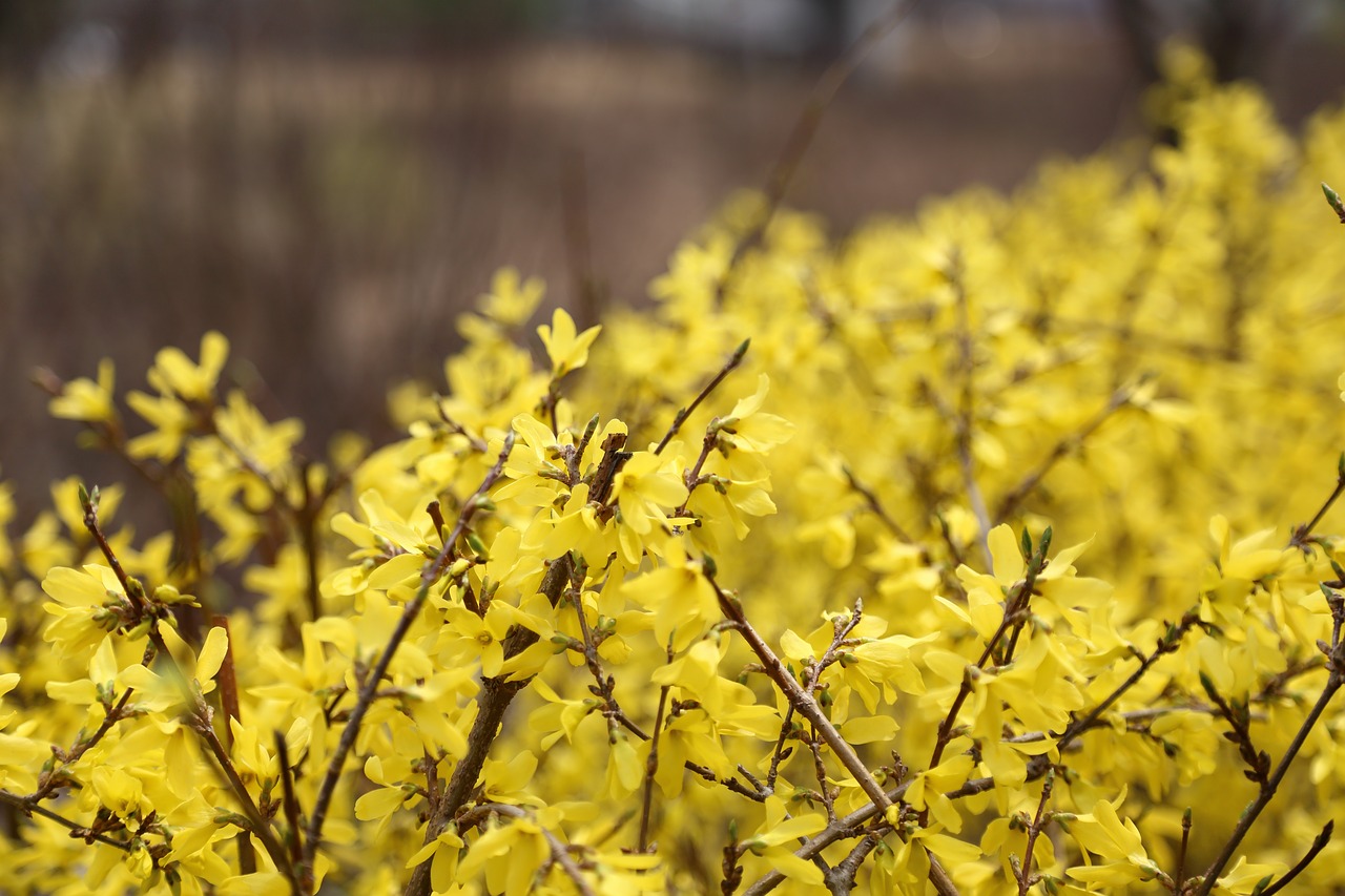 Image - forsythia pangyo spring