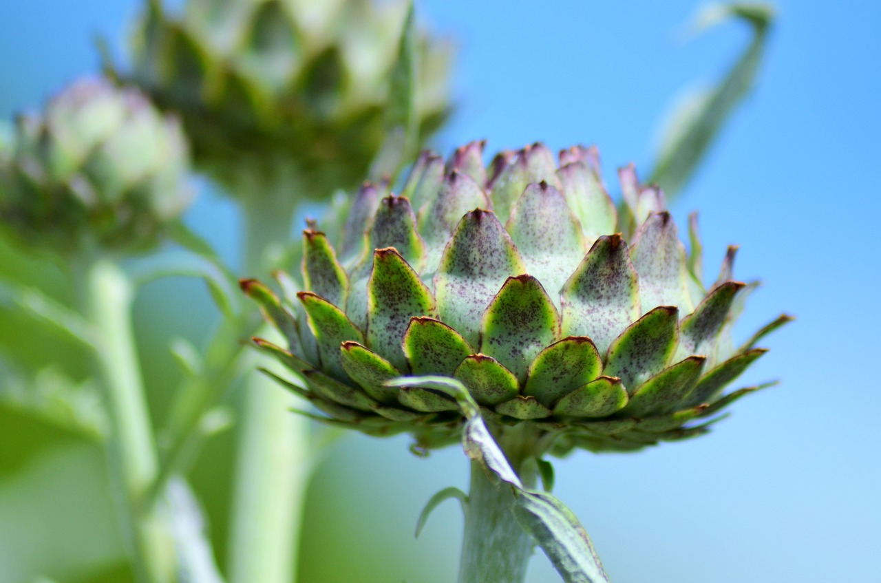 Image - artichoke artichoke flower vegetable