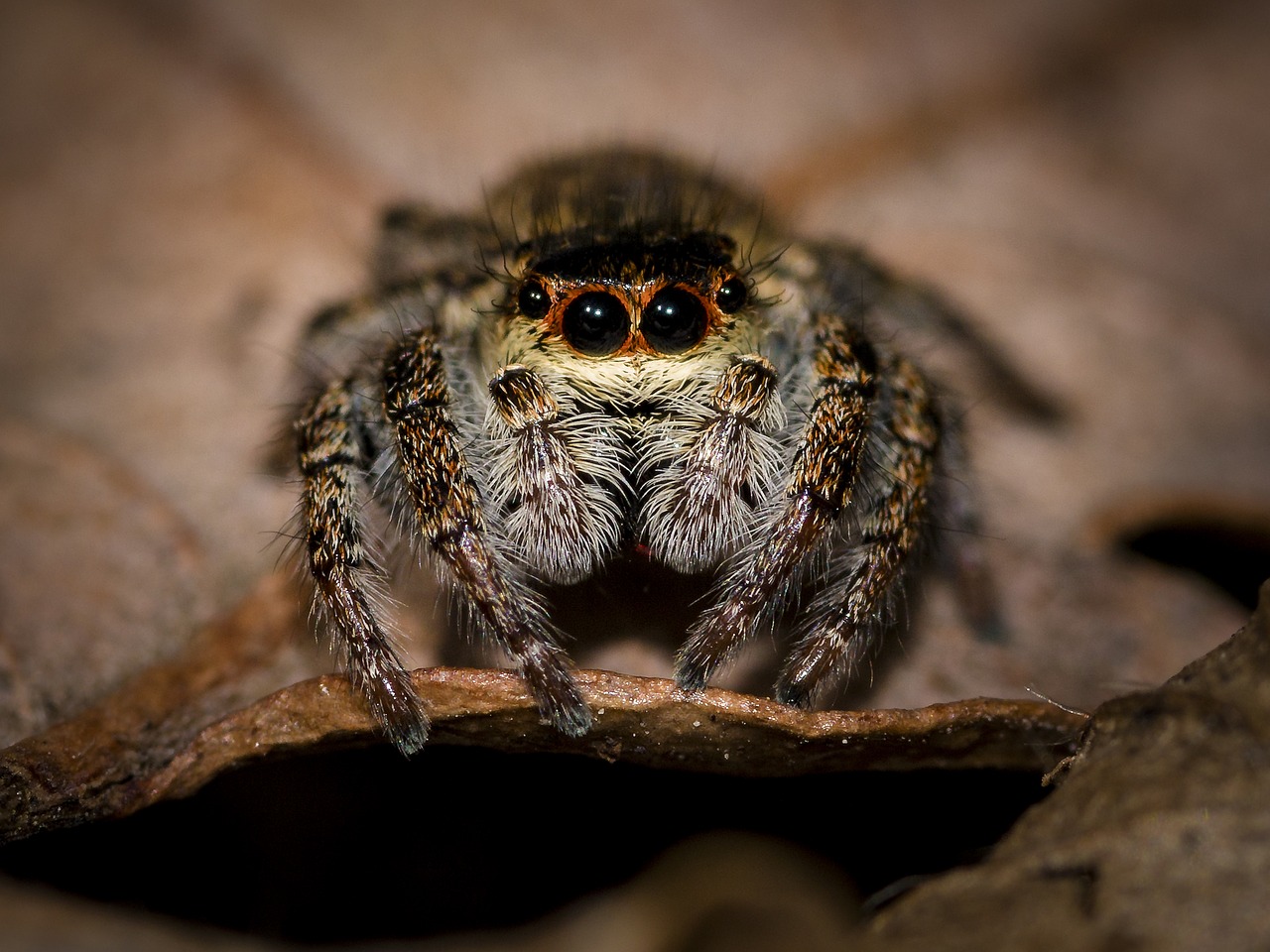 Image - spider jumping spider small spider